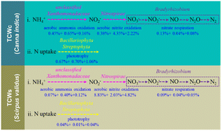 Graphical abstract: The nitrogen removal performance and microbial communities in a pilot multistage trickling constructed wetland for purifying polluted groundwater