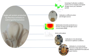 Graphical abstract: Single-cell protein production by Pleurotus ostreatus in submerged fermentation