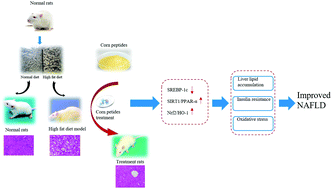 Graphical abstract: Corn peptides improved obesity-induced non-alcoholic fatty liver disease through relieving lipid metabolism, insulin resistance and oxidative stress