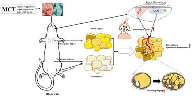 Graphical abstract: Medium-chain triglycerides improve lipid metabolism in obese rats through increasing the browning of adipose tissue via sympathetic regulation