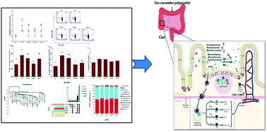 Graphical abstract: Effect of sea cucumber peptides on the immune response and gut microbiota composition in ovalbumin-induced allergic mice