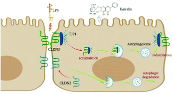 Graphical abstract: Baicalin alleviates endometrial inflammatory injury through regulation of tight junction proteins