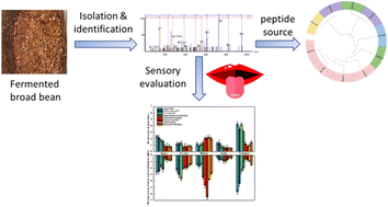 Graphical abstract: Isolation, identification and characterization of taste peptides from fermented broad bean paste