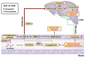 Graphical abstract: Succinate communicates pro-inflammatory signals to the host and regulates bile acid enterohepatic metabolism in a pig model