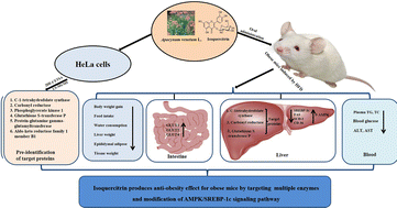 Graphical abstract: Isoquercitrin from Apocynum venetum L. produces an anti-obesity effect on obese mice by targeting C-1-tetrahydrofolate synthase, carbonyl reductase, and glutathione S-transferase P and modification of the AMPK/SREBP-1c/FAS/CD36 signaling pathway in mice in vivo