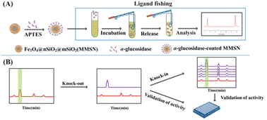 Identification of yeast α-glucosidase inhibitors from Pueraria lobata ...