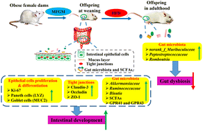 Graphical abstract: Polar lipid-enriched milk fat globule membrane supplementation in maternal high-fat diet promotes intestinal barrier function and modulates gut microbiota in male offspring