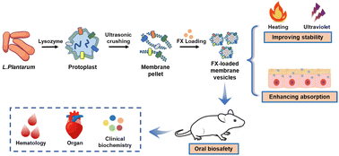 Graphical abstract: Engineering probiotics-derived membrane vesicles for encapsulating fucoxanthin: evaluation of stability, bioavailability, and biosafety