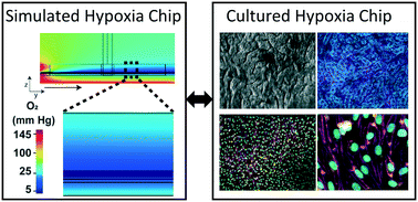 Graphical abstract: Establishment of physiologically relevant oxygen gradients in microfluidic organ chips