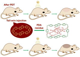 Graphical abstract: Host–guest binding of tetracationic cyclophanes to photodynamic agents inhibits posttreatment phototoxicity and maintains antitumour efficacy