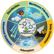 Graphical abstract: Robust and multifunctional natural polyphenolic composites for water remediation