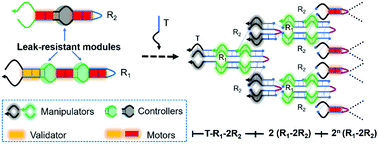 Graphical abstract: Intelligent and robust DNA robots capable of swarming into leakless nonlinear amplification in response to a trigger