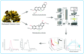 Graphical abstract: Real-time monitoring of the column chromatographic process of Phellodendri Chinensis Cortex part I: end-point determination based on near-infrared spectroscopy combined with machine learning