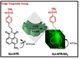 Graphical abstract: A novel fluorescent probe for the detection of Golgi nitroreductase under hypoxic conditions