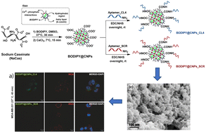 Graphical abstract: Synthesis and functionalization of casein nanoparticles with aptamers for triple-negative breast cancer targeting