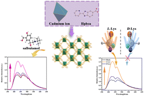 Graphical abstract: Detection of salbutamol and enantioselective sensing of l/d-lysine based on a cadmium-based coordination polymer