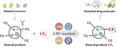 Graphical abstract: A straightforward access to trifluoromethylated natural products through late-stage functionalization