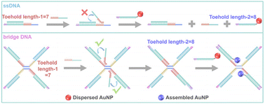 Bridge DNA guided assembly of nanoparticles to program chemical ...