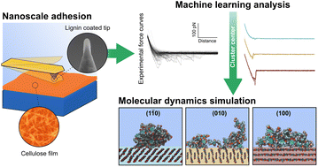 Graphical abstract: How lignin sticks to cellulose—insights from atomic force microscopy enhanced by machine-learning analysis and molecular dynamics simulations