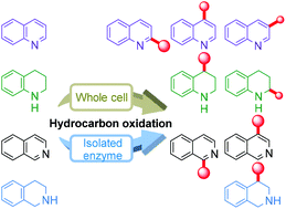 Graphical abstract: Enzymatic approaches to site-selective oxidation of quinoline and derivatives