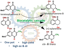 Graphical abstract: Asymmetric synthesis of (+)-teratosphaerone B, its non-natural analogue and (+)-xylarenone using an ene- and naphthol reductase cascade