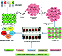 Graphical abstract: Light-emitting diode (LED)-directed green synthesis of silver nanoparticles and evaluation of their multifaceted clinical and biological activities