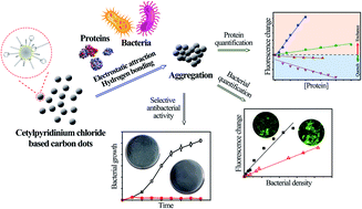 Graphical abstract: Multiple fluorescence response behaviours to proteins/bacteria and selective antibacterial activity of cetylpyridinium chloride (CPC)-based cationic carbon dots