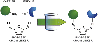 Graphical abstract: 2,5-Furandicarboxaldehyde as a bio-based crosslinking agent replacing glutaraldehyde for covalent enzyme immobilization