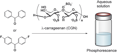 Graphical abstract: Aqueous solutions with information on solids: room-temperature phosphorescence of polysaccharide–benzophenone complexes