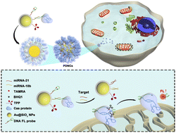 Graphical abstract: CRISPR/Cas9-based coronal nanostructures for targeted mitochondria single molecule imaging