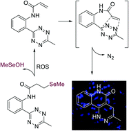 Graphical abstract: Intramolecular tetrazine-acryloyl cycloaddition: chemistry and applications