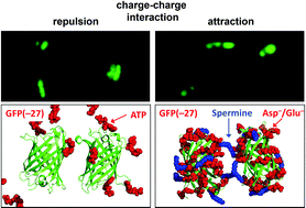 Graphical abstract: Aggregation or phase separation can be induced in highly charged proteins by small charged biomolecules