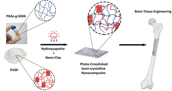 Graphical abstract: Introducing photo-crosslinked bio-nanocomposites based on polyvinylidene fluoride/poly(glycerol azelaic acid)-g-glycidyl methacrylate for bone tissue engineering