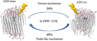 Graphical abstract: Dual photoisomerization mechanism of azobenzene embedded in a lipid membrane