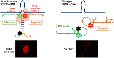 FRET probe for detecting two mutations in one EGFR mRNA†,10.1039 ...