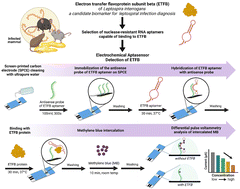 Graphical abstract: Electrochemical aptasensor detection of electron transfer flavoprotein subunit beta for leptospirosis diagnosis