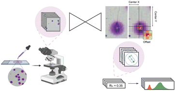 Graphical abstract: Gaussian clustering and quantification of the sperm chromatin dispersion test using convolutional neural networks