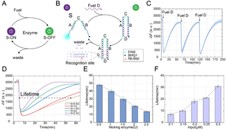 Graphical abstract: A nicking enzyme-assisted allosteric strategy for self-resetting DNA switching circuits