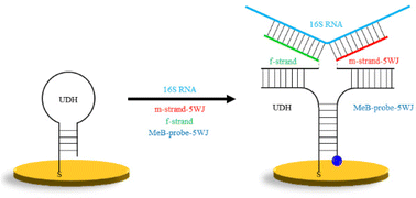 Graphical abstract: DNA nanotechnology for nucleic acid analysis: sensing of nucleic acids with DNA junction-probes