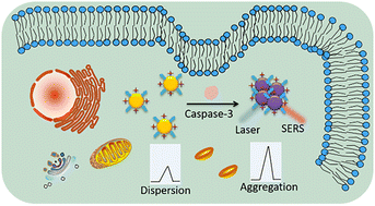 Graphical abstract: Highly sensitive and selective SERS detection of caspase-3 during cell apoptosis based on the target-induced hotspot effect