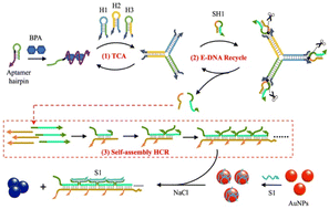 Graphical abstract: Dual-amplification colorimetric detection of bisphenol A based on catalytic hairpin assembly and DNAzyme-caused fragment self-assembly hybridization chain reaction