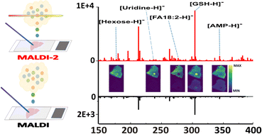 Graphical abstract: Enhancing metabolite coverage in MALDI-MSI using laser post-ionisation (MALDI-2)