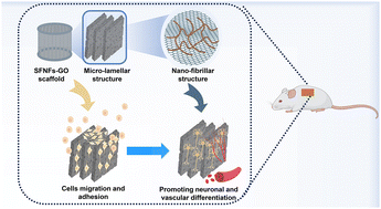 Graphical abstract: Hierarchically patterned protein scaffolds with nano-fibrillar and micro-lamellar structures modulate neural stem cell homing and promote neuronal differentiation