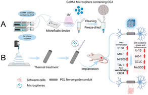 Graphical abstract: Chlorogenic acid releasing microspheres enhanced electrospun conduits to promote peripheral nerve regeneration