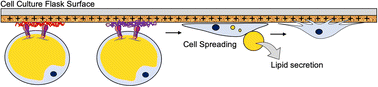 Graphical abstract: ECM proteins and cationic polymers coating promote dedifferentiation of patient-derived mature adipocytes to stem cells