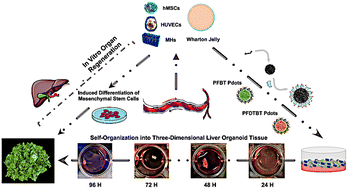 Graphical abstract: Self-assembly of three-dimensional liver organoids: virtual reconstruction via endocytosed polymer dots for refactoring the fine structure