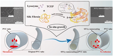 Graphical abstract: An in situ grown ultrathin and robust protein nanocoating for mitigating thromboembolic issues associated with cardiovascular medical devices