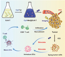 Graphical abstract: Genetically engineered probiotics for an optical imaging-guided tumor photothermal therapy/immunotherapy