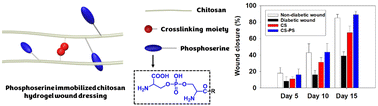 Graphical abstract: Design of an apoptotic cell-mimetic wound dressing using phosphoserine–chitosan hydrogels