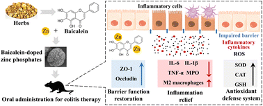 Graphical abstract: Engineered baicalein-decorated zinc phosphates for synergistic alleviation of inflammatory bowel disease by repairing the mucosal barrier and relieving oxidative stress